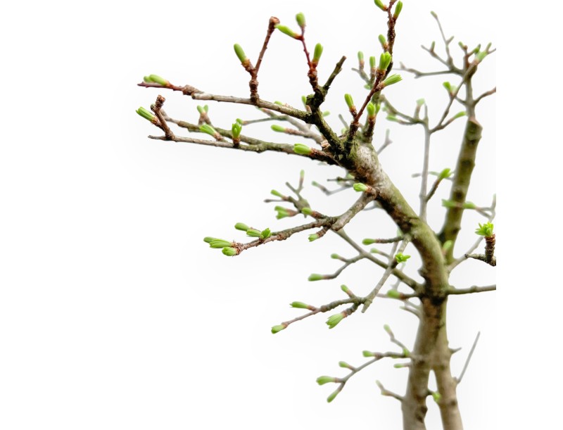 Pseudolarix - Larch - 45 cm