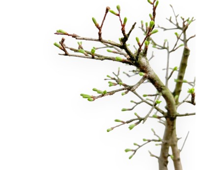 Pseudolarix - Larch - 45 cm