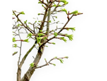 Pseudolarix - Larch - 45 cm