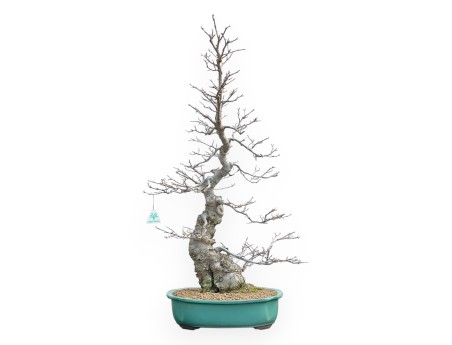 Ilex Serrata - Agrifoglio - 84 cm