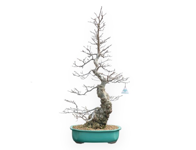 Ilex Serrata - Agrifoglio - 84 cm