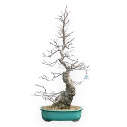 Ilex Serrata - Holly - 84 cm