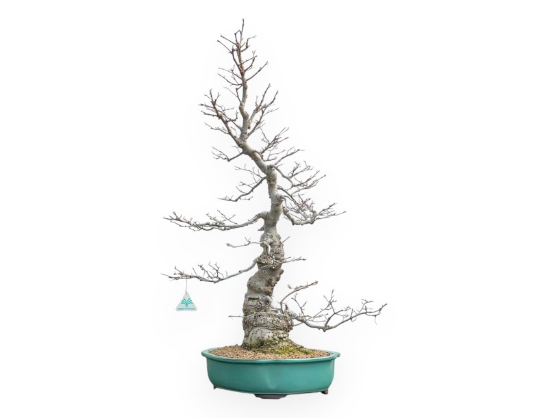 Ilex Serrata - Agrifoglio - 84 cm