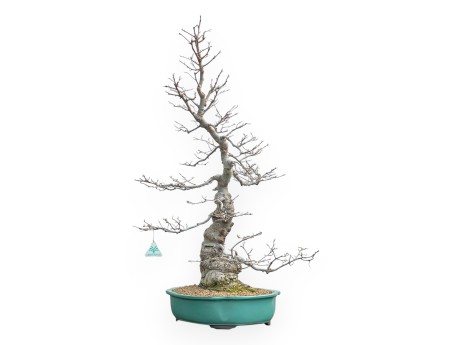 Ilex Serrata - Holly - 84 cm