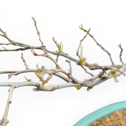 Ilex Serrata - Holly - 84 cm