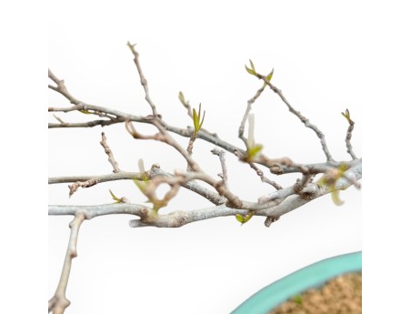 Ilex Serrata - Agrifoglio - 84 cm