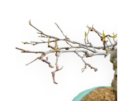 Ilex Serrata - Holly - 84 cm