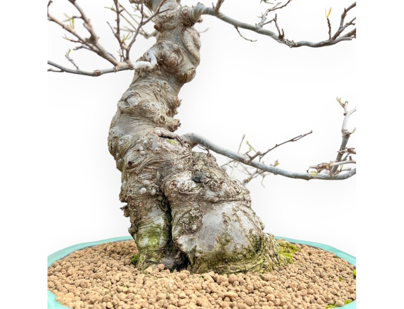 Ilex Serrata - Agrifoglio - 84 cm