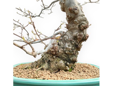 Ilex Serrata - Holly - 84 cm