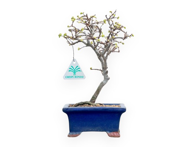 Ulmus Parviflora - Ulmen - von 26 bis 28 cm