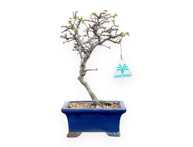 Ulmus Parviflora - Ulmen - von 26 bis 28 cm