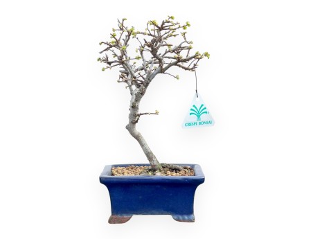 Ulmus Parviflora - Ulmen - von 26 bis 28 cm