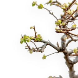 Ulmus Parviflora - Olme - de 26 à 28 cm