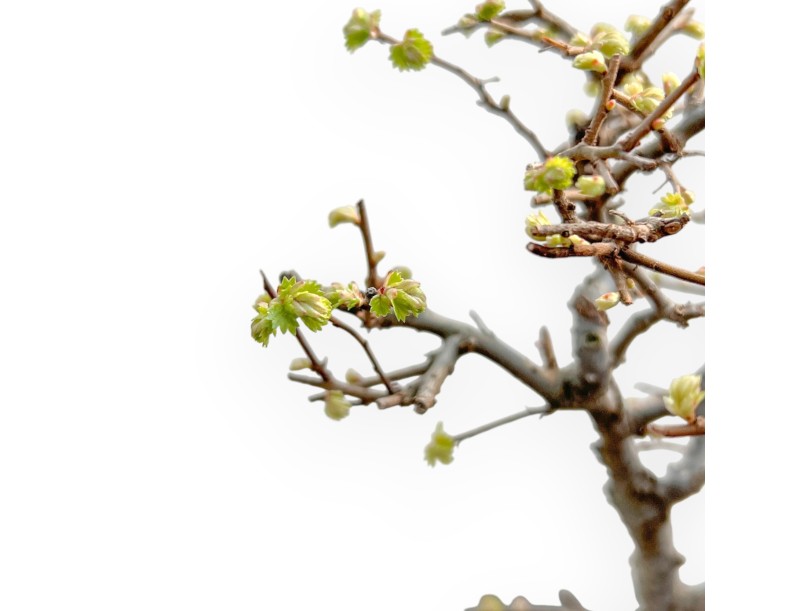 Ulmus Parviflora - Iep - van 26 tot 28 cm