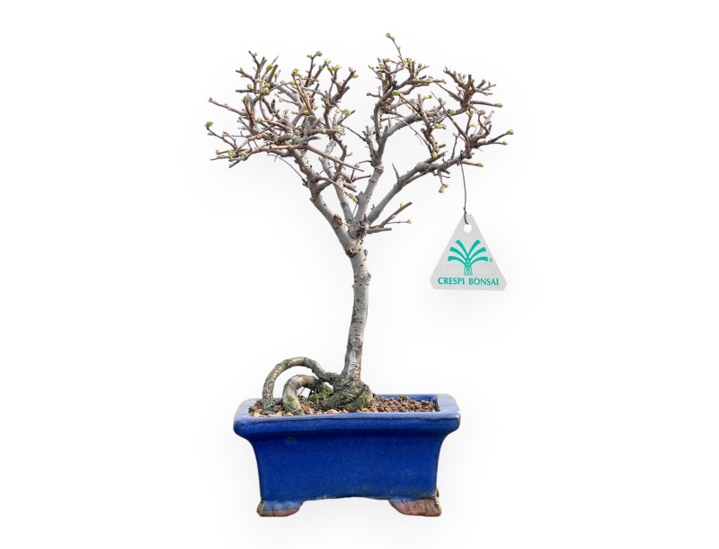 Ulmus Parviflora - Olmo - de 26 a 28 cm