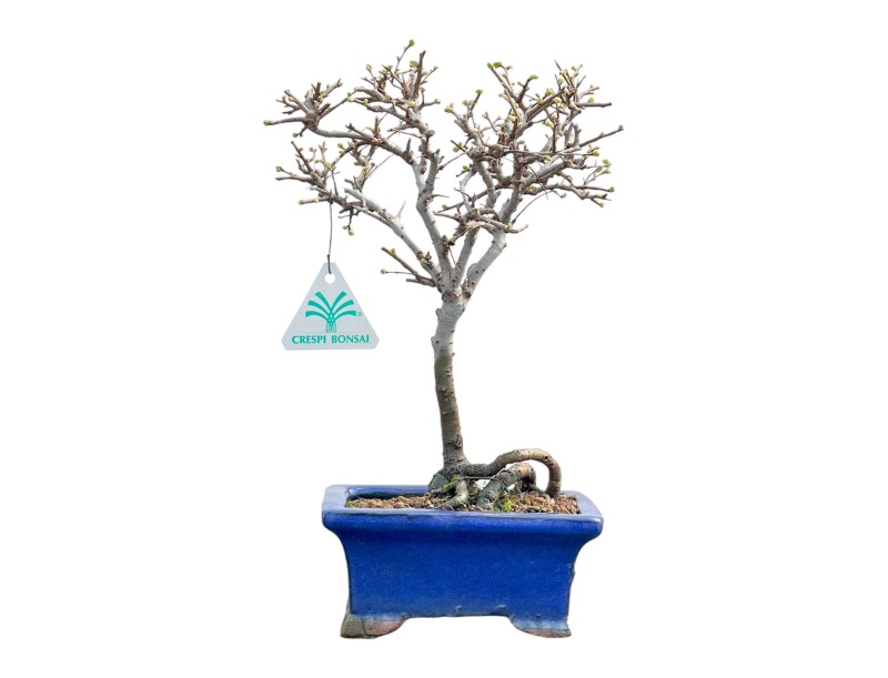 Ulmus Parviflora - Olmo - da 26 a 28 cm