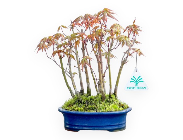 Acer Palmatum Viridis - Érable - 24 cm