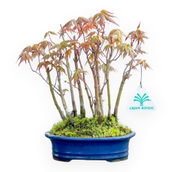 Acer Palmatum Viridis - Maple - 24 cm