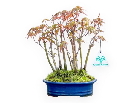 Acer Palmatum Viridis - Arce - 24 cm