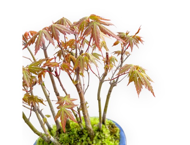 Acer Palmatum Viridis - Arce - 24 cm 2