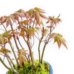 Acer Palmatum Viridis - Maple - 24 cm