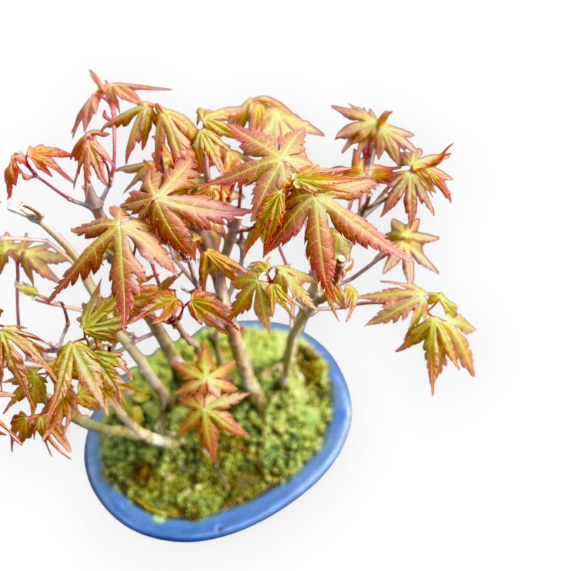 Acer Palmatum Viridis - Esdoorn - 24 cm