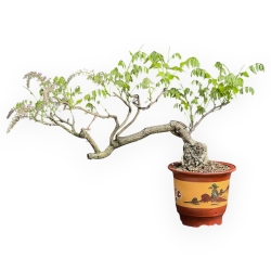 Wisteria Floribunda - Glicine - 83 cm