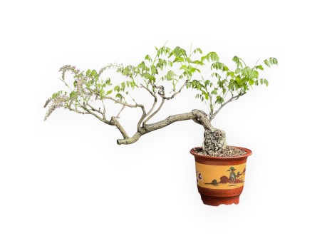 Wisteria Floribunda - Glicine - 83 cm