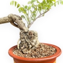 Wisteria Floribunda - Glicine - 83 cm