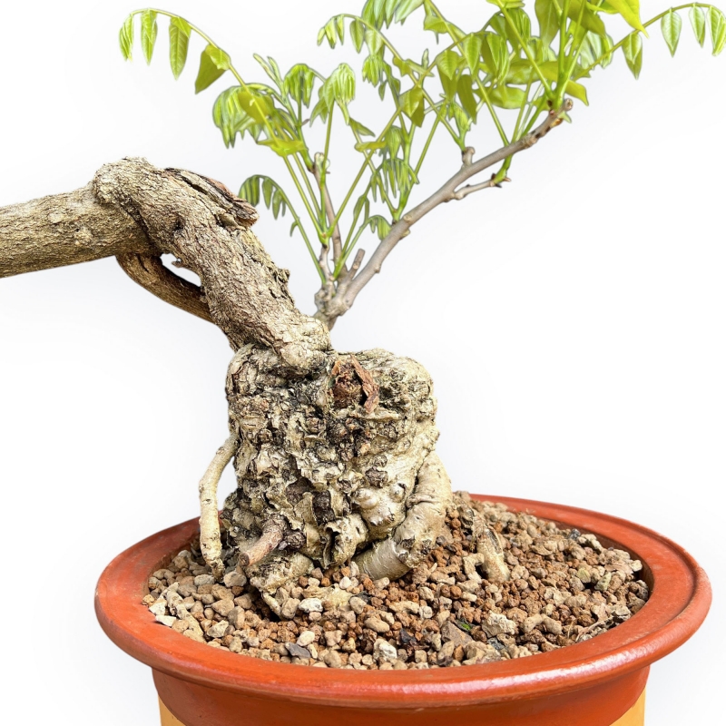 Wisteria Floribunda - Glicine - 83 cm