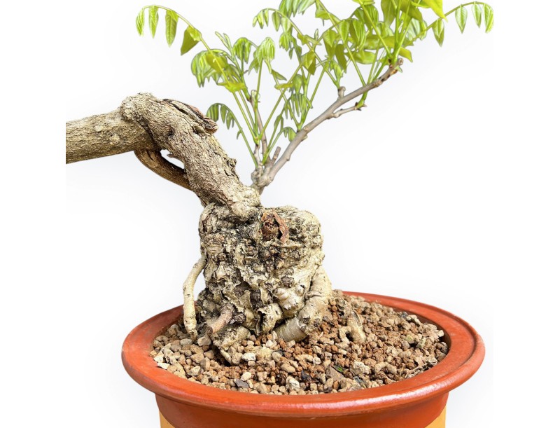 Wisteria Floribunda - Glycine - 83 cm