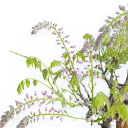 Wisteria Floribunda - Glicine - 83 cm