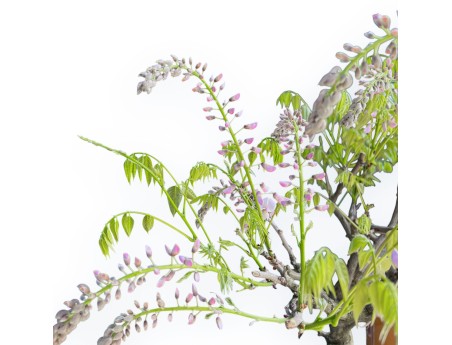 Wisteria Floribunda - Glicine - 83 cm