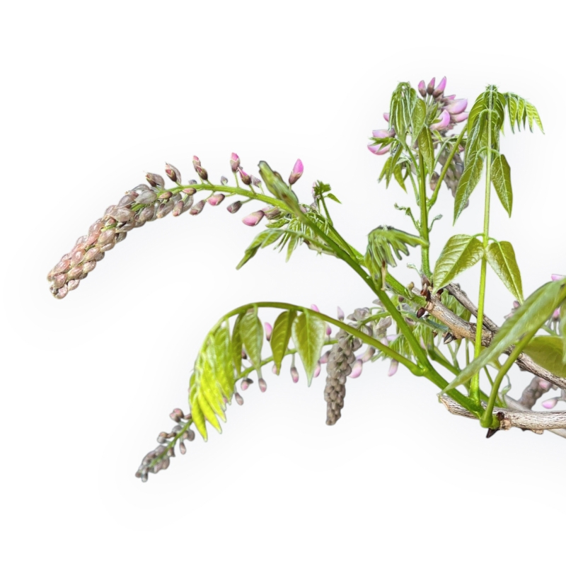 Wisteria Floribunda - Glicine - 83 cm