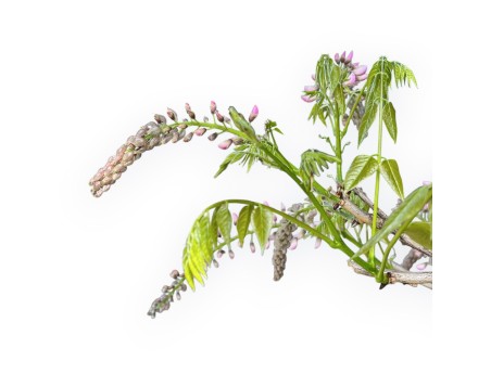 Wisteria Floribunda - Glycine - 83 cm