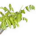 Wisteria Floribunda - Glicine - 83 cm