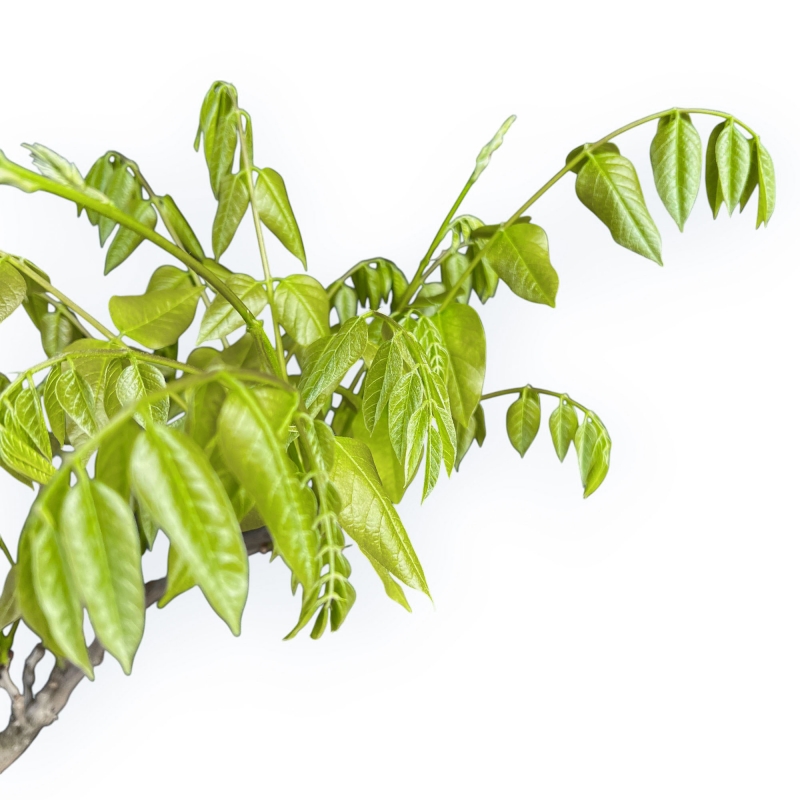 Wisteria Floribunda - Glicine - 83 cm