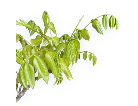 Wisteria Floribunda - Glicine - 83 cm