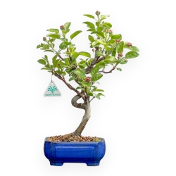 Malus Evereste - Pommier - 40 cm