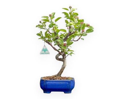 Malus Evereste - Pommier - 40 cm