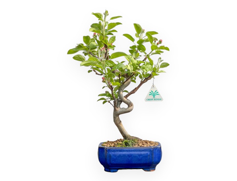 Malus Evereste - Apple Tree - 40 cm