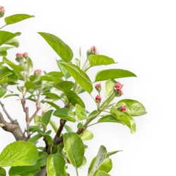 Malus Evereste - Pommier - 40 cm