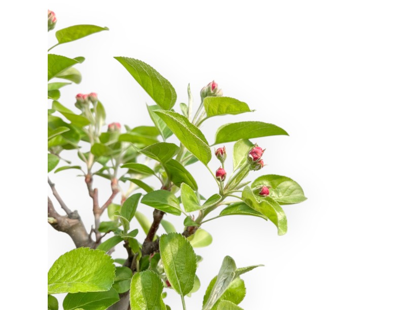 Malus Evereste - Pommier - 40 cm