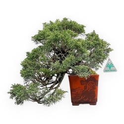 Juniperus Chinensis - Jeneverbes - 29 cm