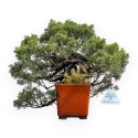 Juniperus Chinensis - Jeneverbes - 29 cm