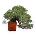 Juniperus Chinensis - Jeneverbes - 29 cm