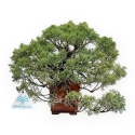 Juniperus Chinensis - Jeneverbes - 29 cm