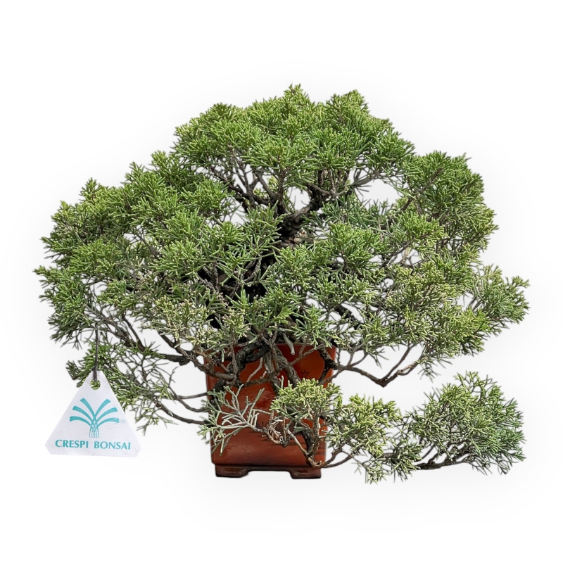 Juniperus Chinensis - Jeneverbes - 29 cm