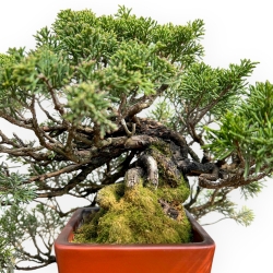 Juniperus Chinensis - Ginepro - 29 cm