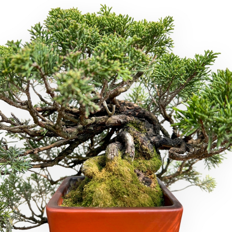 Juniperus Chinensis - Jeneverbes - 29 cm